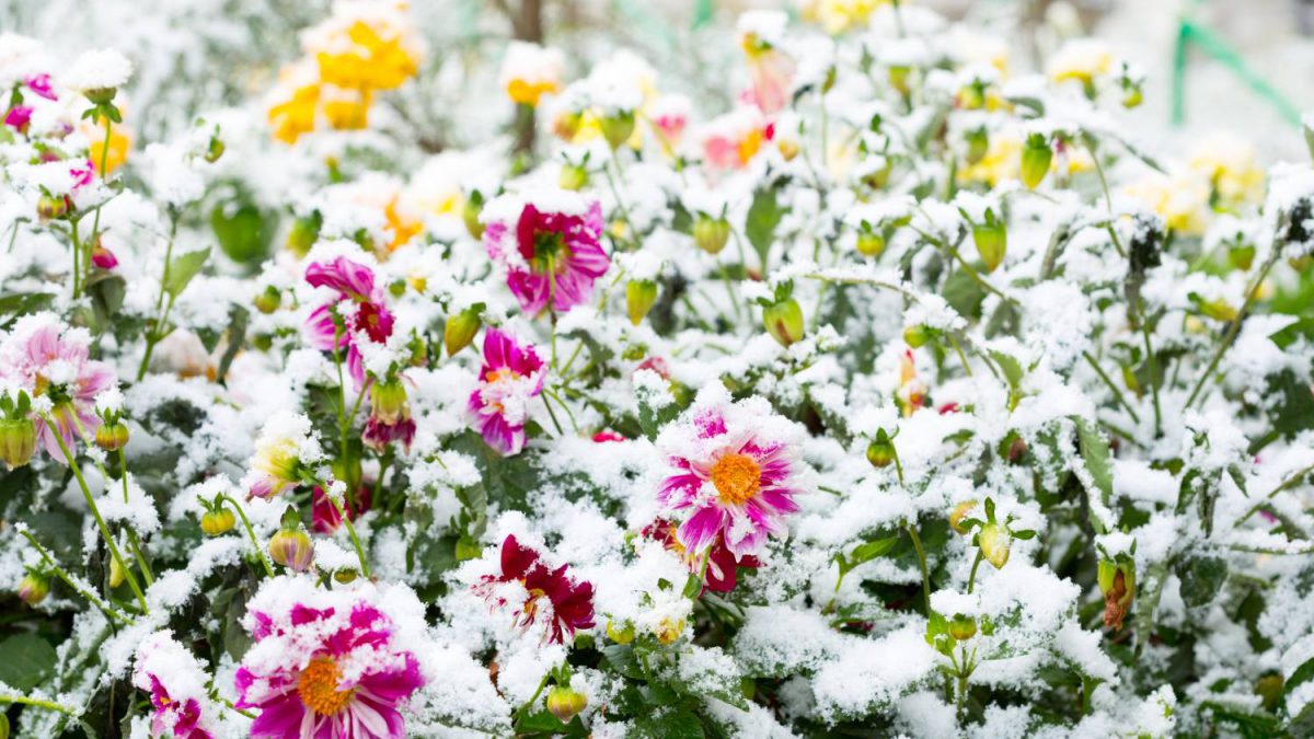 Jak zabezpieczyć rośliny na zimę w ogrodzie?