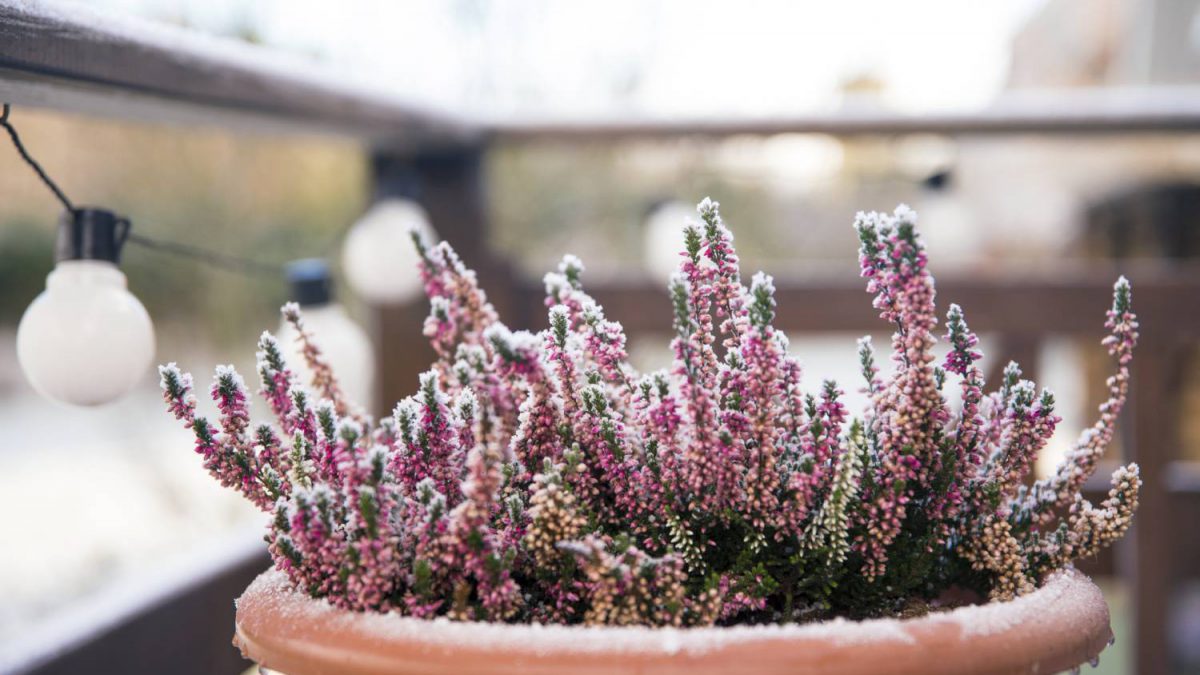 Kwiaty doniczkowe na balkon. Które łatwo utrzymać?