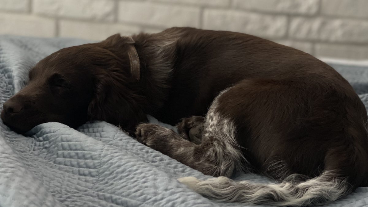 Szczeniak w domu – jak przygotować dom na pojawienie się psa?